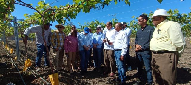 UFHEC impulsa innovación agrícola con plantación de uvas en San Juan