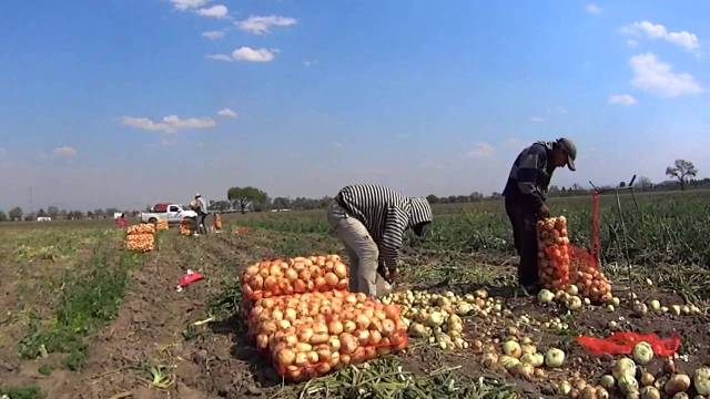 Agricultores El Valle de San Juan, dicen importaciones de cebolla le llevan a la quiebra